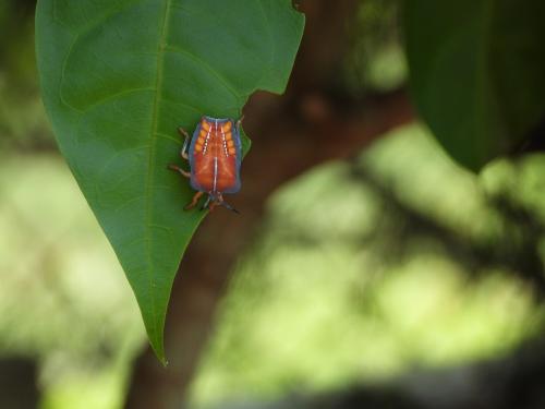 荔蝽