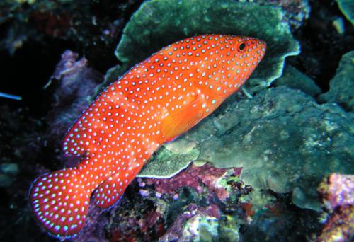 Cephalopholis miniata@fishdb-media-3006