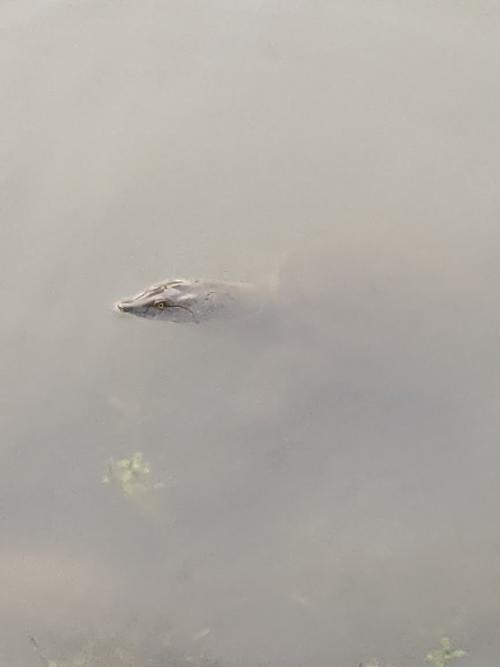中華鱉 (水魚) 中華鱉 (水魚)