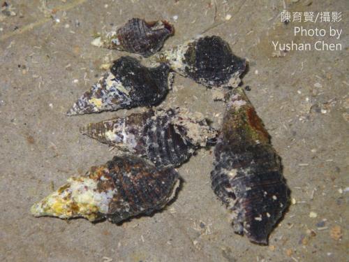 珊瑚蟹守螺 珊瑚蟹守螺