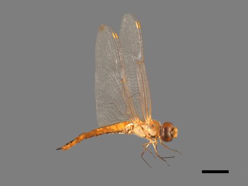 Pantala flavescens[薄翅蜻蜓][00103521]