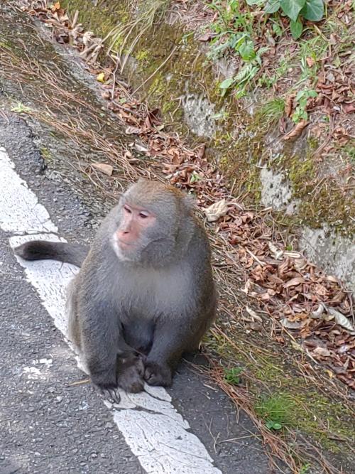 臺灣獼猴 臺灣獼猴