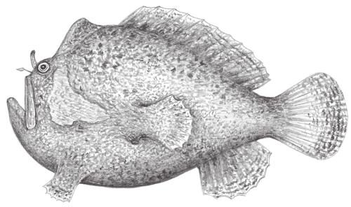 Antennatus dorehensis@Jheng0650