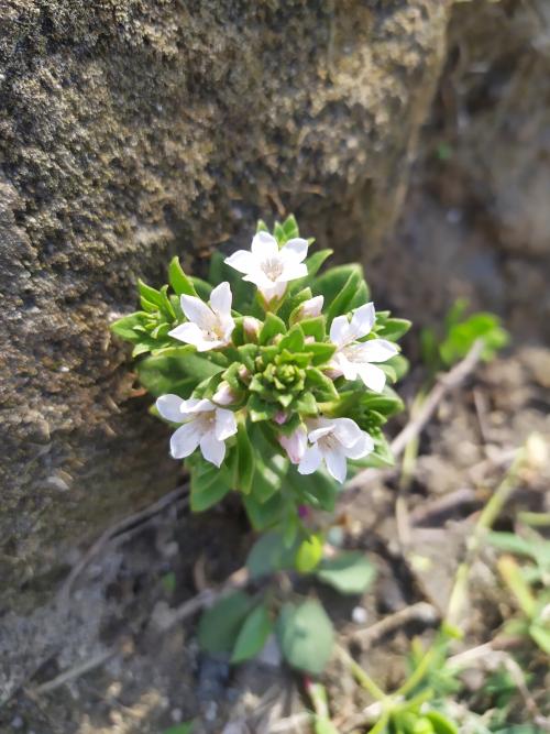 茅毛珍珠菜 茅毛珍珠菜