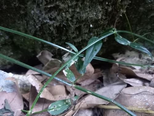 金劍草