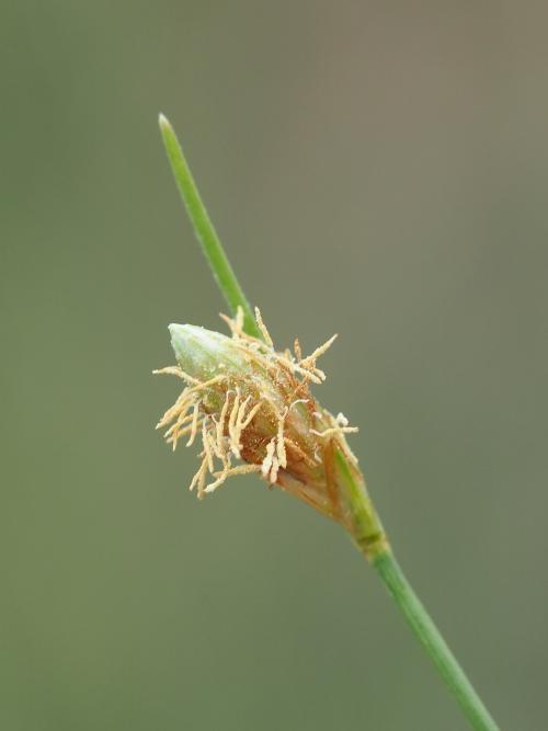 高雄飄拂草