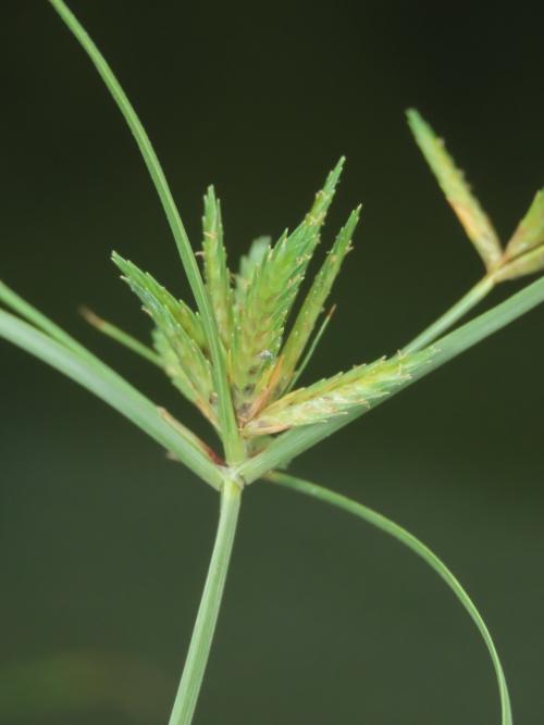 扁穗莎草 (沙田草) 扁穗莎草 (沙田草)