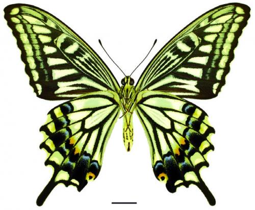 Papilio xuthus Linnaeus, 1767 柑橘鳳蝶 Papilio xuthus Linnaeus, 1767 柑橘鳳蝶