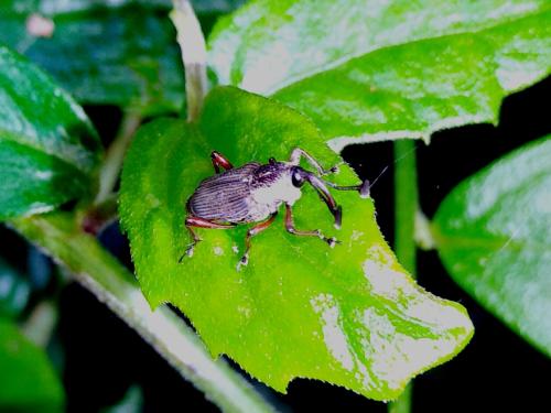 Cercidocerus erubescens Cercidocerus erubescens