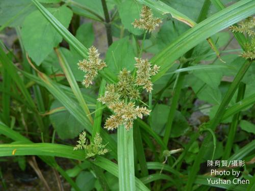 毛軸莎草 毛軸莎草
