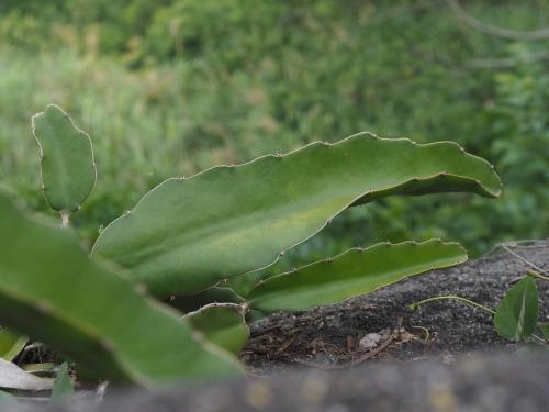 三角柱 火龍果 (霸王花)