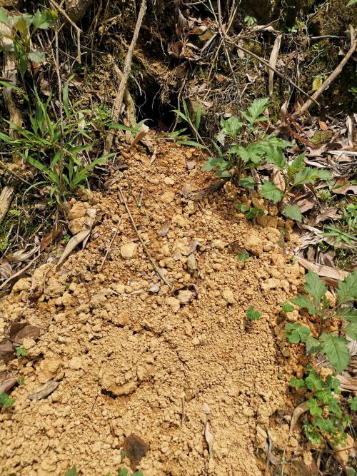 臺灣穿山甲 臺灣穿山甲