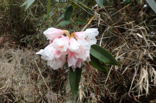 玉山杜鵑 玉山杜鵑