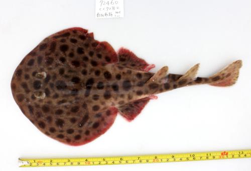 ASIZP0078460
