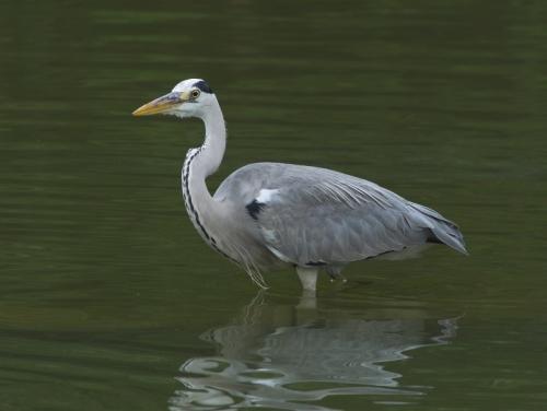 20090729_380119_Grey_Heron_P2114163.jpg