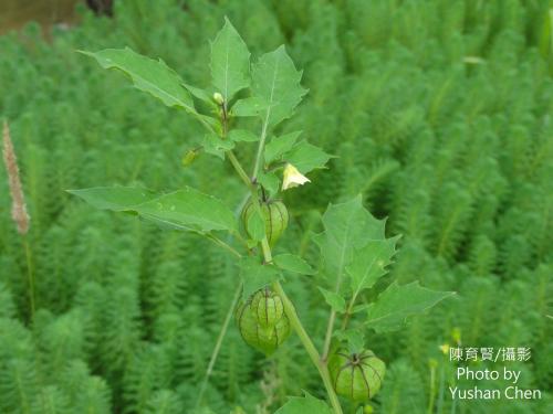 苦蘵