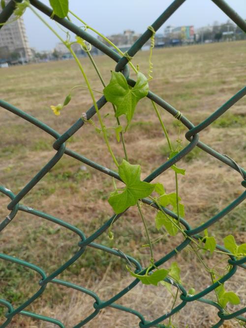 垂果瓜