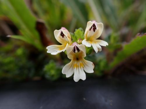 玉山小米草