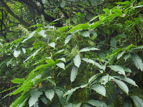高山鴨腳木 高山鴨腳木
