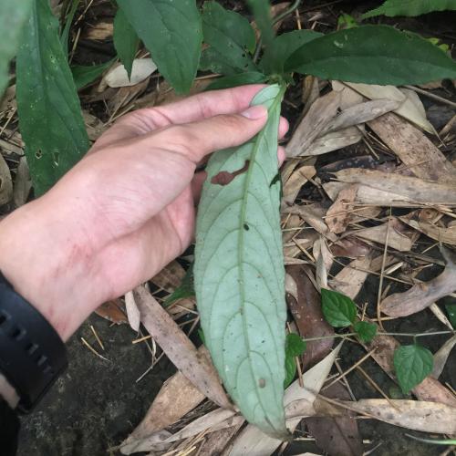 角桐草 角桐草