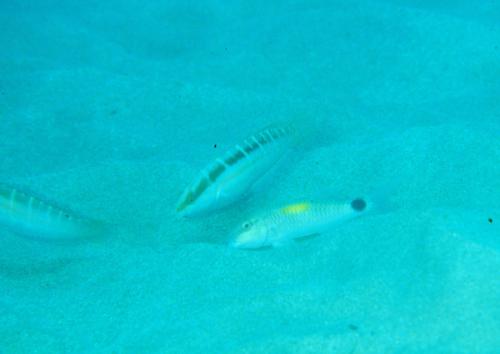 Coris dorsomacula@fishdb-media-2272 Coris dorsomacula@fishdb-media-2272
