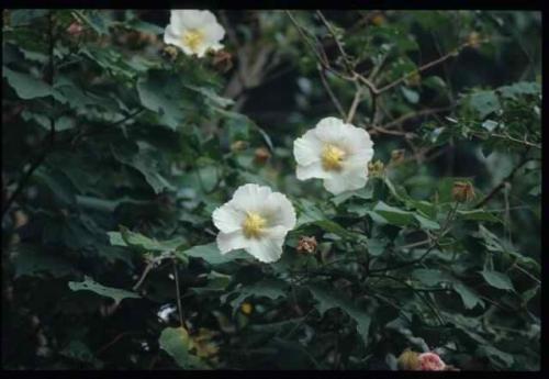 山芙蓉 山芙蓉