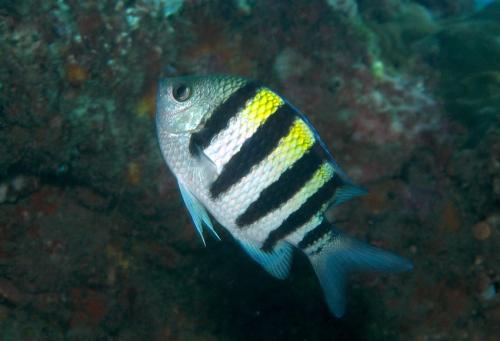 Abudefduf vaigiensis@fishdb-media-12995 Abudefduf vaigiensis@fishdb-media-12995