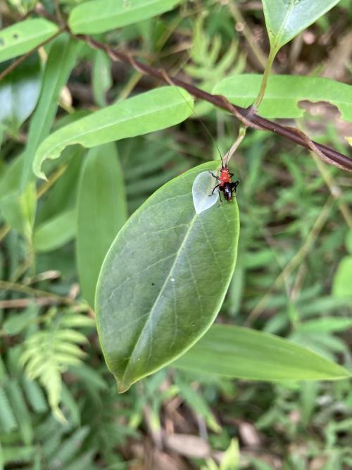 黑翅細蟴 黑翅細蟴