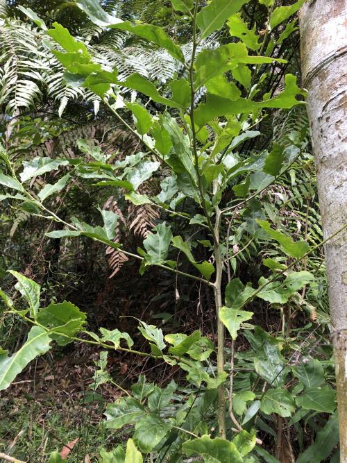 球花嘉賜木 球花嘉賜木