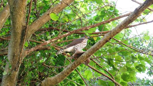 鳳頭蒼鷹 鳳頭蒼鷹