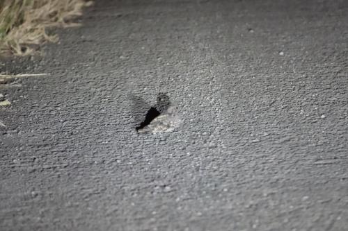 南亞夜鷹(台灣亞種)