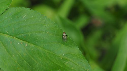 橫帶花蠅