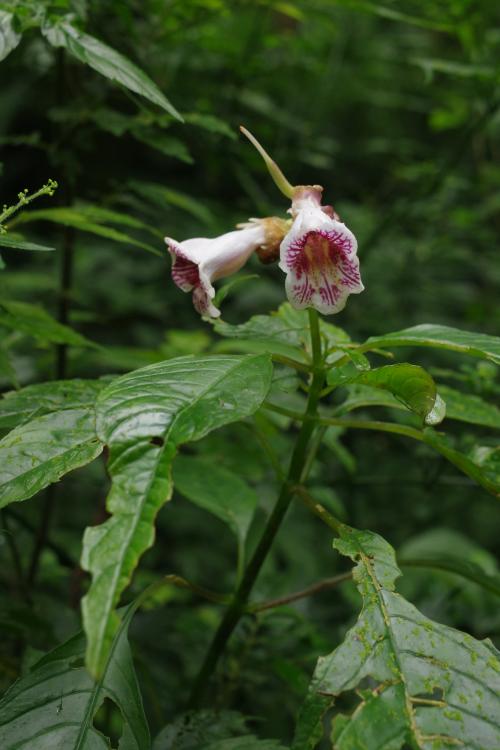 角桐草