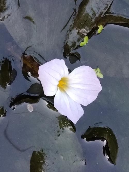 水車前草