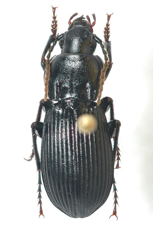 Pterostichus distinctissimus_male