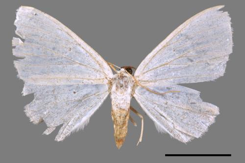 Lomographa claripennis[四點素尺蛾][00047880]