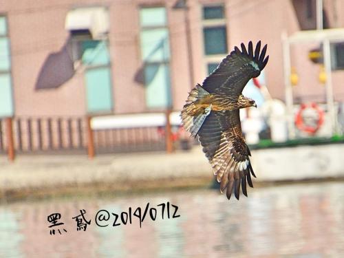 黑鳶 黑鳶