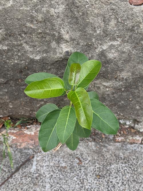雀榕