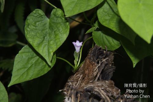 三裂葉牽牛 三裂葉薯