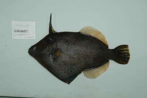 ASIZP0066302