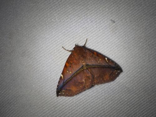 Condate purpurea