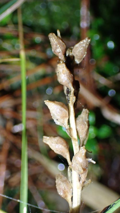 臺灣粉條兒菜 臺灣粉條兒菜