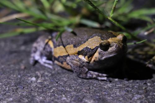 花狹口蛙 花狹口蛙