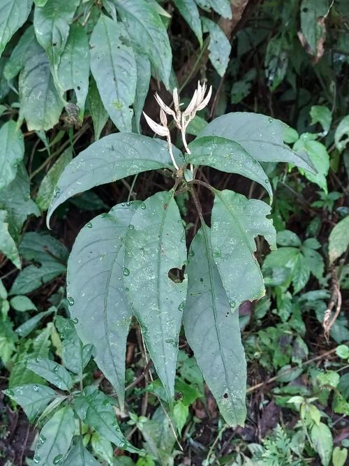 角桐草 角桐草