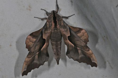 Phyllosphingia dissimilis hoenei 盾天蛾