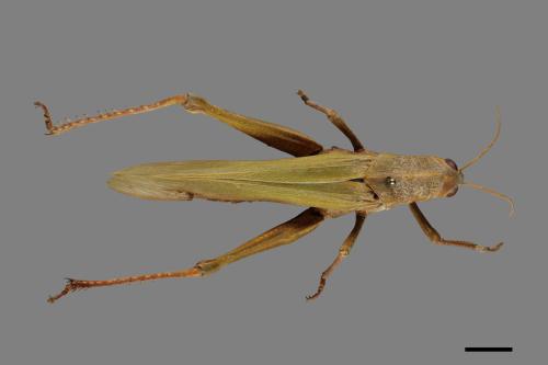 Chondracris rosea[台灣大蝗][00075444]