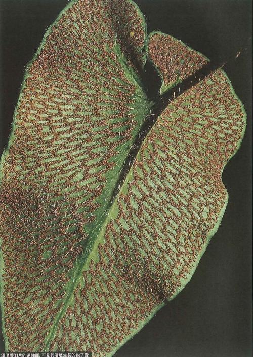 125_澤瀉蕨羽片的遠軸面，可見其沿脈生長的孢子囊