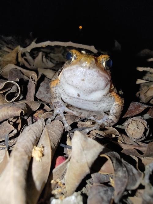 花狹口蛙 花狹口蛙