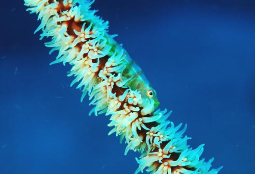 Bryaninops yongei@fishdb-media-8934 Bryaninops yongei@fishdb-media-8934