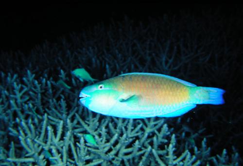 Chlorurus sordidus@fishdb-media-4222